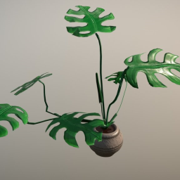 Monstera Plant