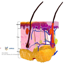 Anatomy of the skin