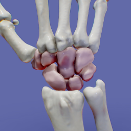 Wrist Anatomy MDCTAnatom&#237;a de la mu&#241;eca