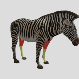 Zebra Anatomy