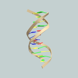 DNA Ribbon Molecular Model