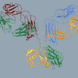 Antibody Molecular Structure