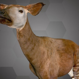 Okapi (NHMW-Zoo-MAMM ST348)