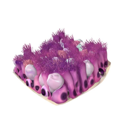 Epithelium of the Trachea