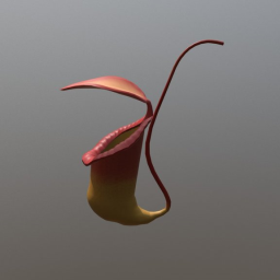 Carnivorous plant