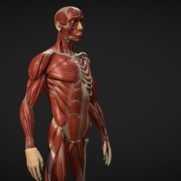 Ecorche - Anatomy study