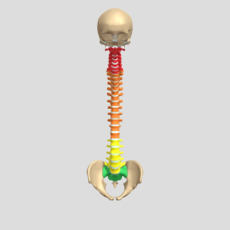 The Spine