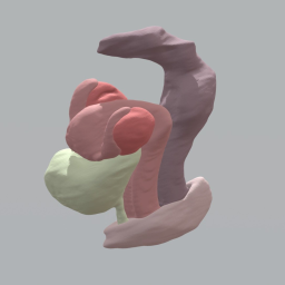 Pelvic Organs from MRI