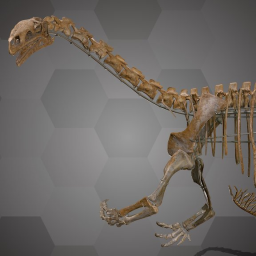 Plateosaurus Skeleton