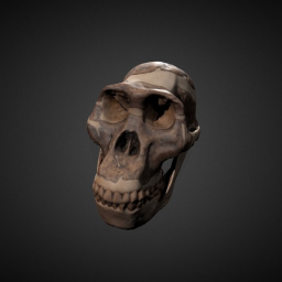Australopithecus africanus