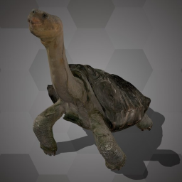 Abingdon Island Tortoise (NHMW-Zoo-HS 4196)