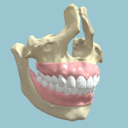 Teeth Model