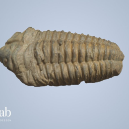 Trilobite fossil
