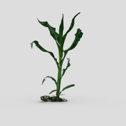 Maize 3D  RGB scan | Stage V11