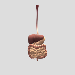 digestive system