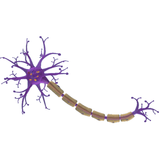 Nerve Cell