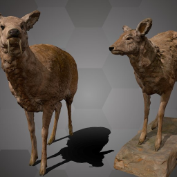 Siberian Musk Deer (NHMW-Zoo-MAMM ST480ST479)