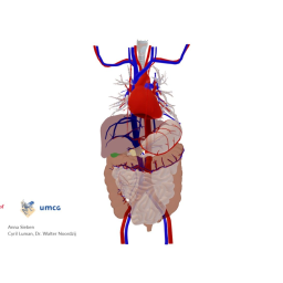 Thorax and abdomen: some arteries and veins