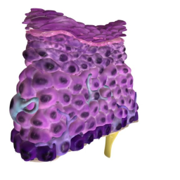 Epithelium of the Skin (reduced file size)