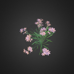 plants