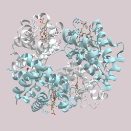 Human Hemoglobin Molecular Structure