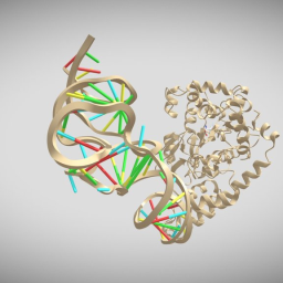 tRNA synthetase-tRNA complex  bound tryptophan