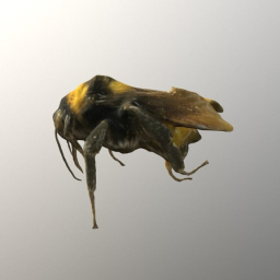 Bumble bee