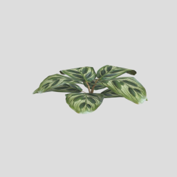 Tropcial Peacock Plant