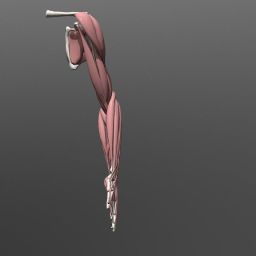 simple arm anatomy