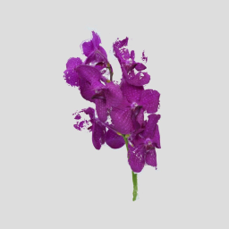 Vanda Orchid Explosion