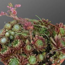 Houseleek plant