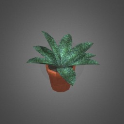 Snake Plant