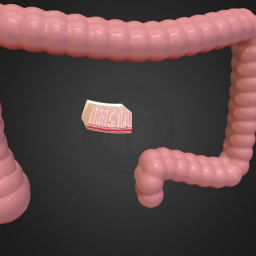 Colon