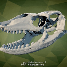 IMNH R-2148 Savannah Monitor Skull