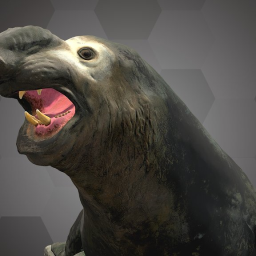 Southern Elephant Seal (NHMW-Zoo-MAMM 18460)