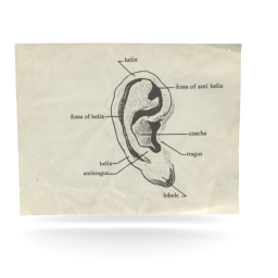 Ear Diagram