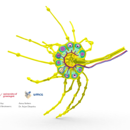 Lymphatic system: anatomy of a lymph node