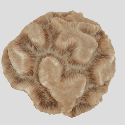 Meandrina sp.