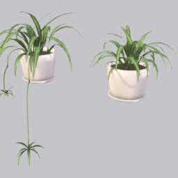 Spider Plant