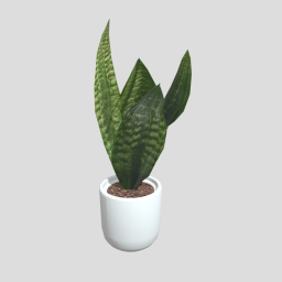 Snake Plant