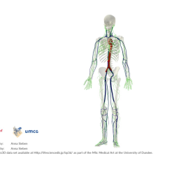 Lymphatic System: an overview