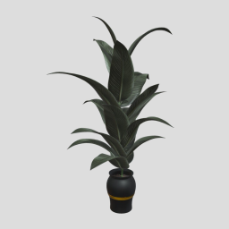Plant