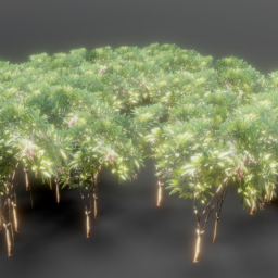 Tropical Plant