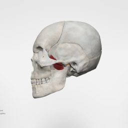Lateral Pterygoids