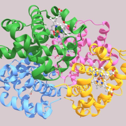 Oxy- Haemoglobin Molecular Structure