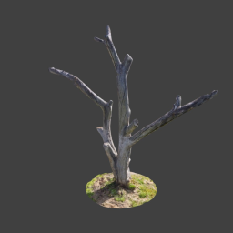 Dry tree