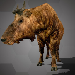 Takin (NHMW-Zoo-MAMM ST382)