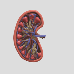 Kidney