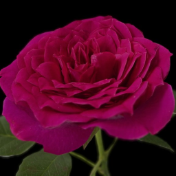 Anatomy of a miniature rose - Photogrammetry