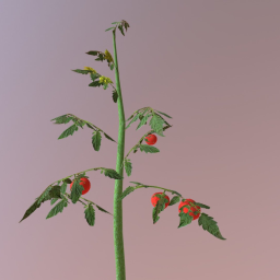 Tomato Plant